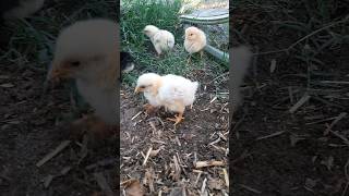 New Little Baby  Rooster video in HD Rooster Vlog Animals video, Birds video, vlog video