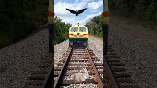 jun__2024_Rabbit_stops_the_train_and_then_save_by_dog_funny_vfx_viral_#ytshort(360p)