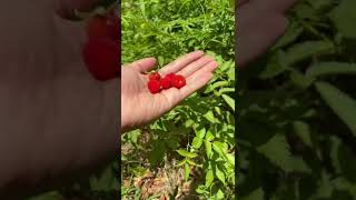 Petani Rasberry di Indonesia oleh AP Boots