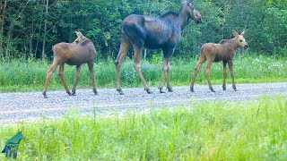 A mama moose with twins in northern Minnesota!