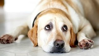 TOP 10 GUILTY DOGS FUNNY COMPILATION 2016