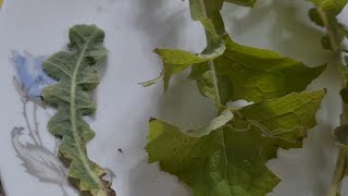 bhatal booti .जंगली गोभी।بھاتل۔ | Wild Cabbage