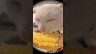 silly gato eating corn