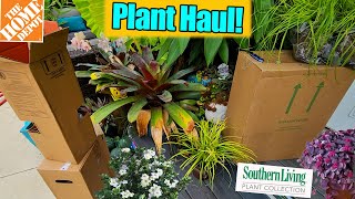 Plant Haul From The Home Depot || Diamond Spire Gardenia || Super Dwarf Fig