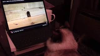 Mimi Watches Mouse TV