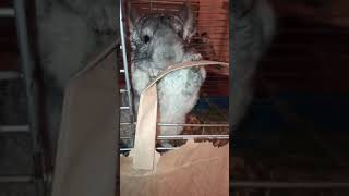 🐁 Шиншиллёнок 🐇/ Funny chinchilla🐀 /#shorts