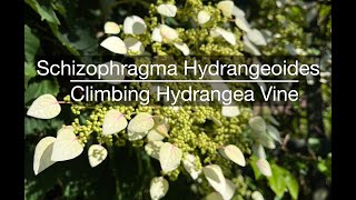 Schizophragma Hydrangeoides- Climbing Hydrangea Vine