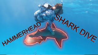 Swimming with MASSIVE Sharks in the Bahamas!!!!!