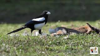 Gazza carnivora - Carnivorous magpie (Pica pica)