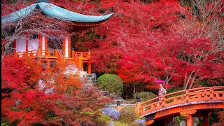 This is why you must go to Kyoto Japan - Red leaves　紅葉