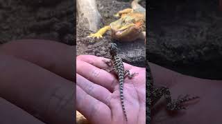 Lizard sees her babies first time #lizard #beardeddragon #reptiles