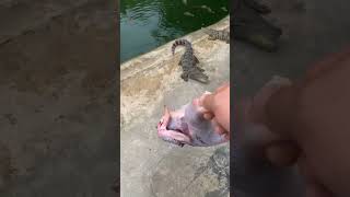 Amazing Video Crocodile ! Working at crocodile farm and feeding to them #crocodile #short19