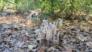 Ghost Pipes