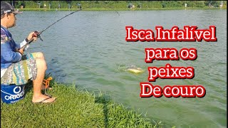 Essa Isca e Infalível para peixes de couro você precisa usa