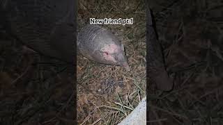 New friend pt.1 #animals #pets #armadillo #fyp #shorts #short #pet