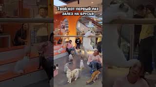 Когда у твоего кота мощные лапищи #viral #брусья #Антон37