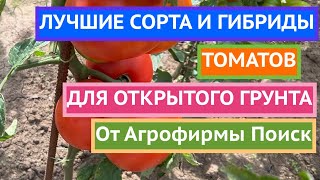 ВЫБИРАЕМ ТОМАТЫ ДЛЯ ОТКРЫТОГО ГРУНТА В АГРОФИРМЕ ПОИСК часть 2