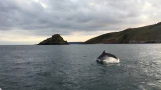 Dolphins 12072017