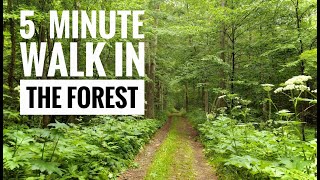 5 Minute Relaxing Walk Through Magical Forest - 4K