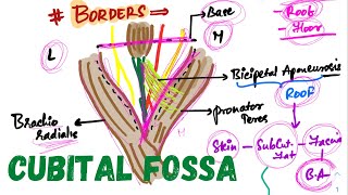 Cubital fossa|| anatomy ||upper limb