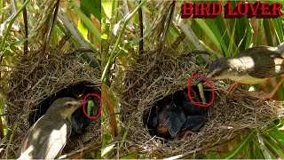 A Fascinating look at small bird feeding her babies in the nest