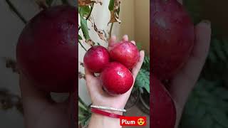 Tasty & fresh Plum 😍#shorts #fruit #youtube shorts