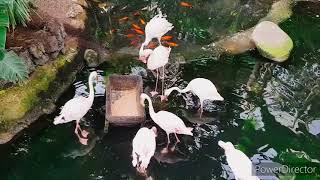 observez des flamants roses