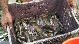 Amazing deshi fishing skill - Catching A Lot Of Bangladeshi Fish by Village Hunter