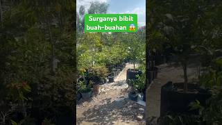 Mengunjungi tempat penjualan tanaman dan bibit buah-buahan #berkebun -#berkebundirumah #bibitbuah