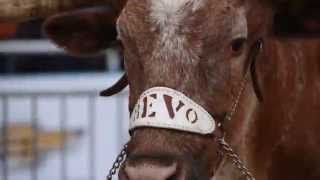 BEVO XIV tribute