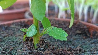 Feigen Sämlinge bilden Seitentriebe - Feigenbaum aus Samen - Update Feigenbäume Ficus carica