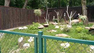 Nowe Zoo.  Poznań,  Polska. White fox