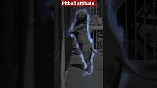 American pitbull attitude #americanpitbullterrier #pitbull #pitbulldog #shorts #youtubefeed #feed