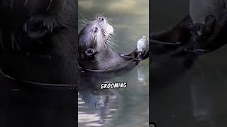 Otter Grooming: How They Keep Their Fur Fluffy and Clean!