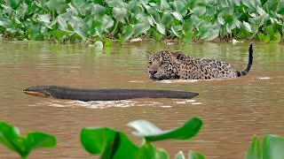 This is why jaguars should not attack electric fish, check it out!