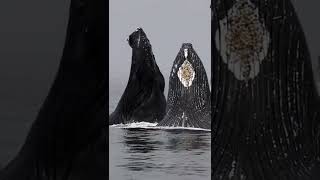 Fascinating moment of a humpback whale feed🐳