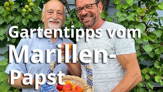 Tipps vom „Marillen-Papst“ Josef Mayr