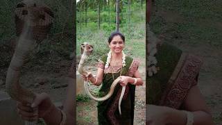 ভয়ংকর বিষধর কোবরা সাপ কোথায় থাকে দেখুন - Cobra Snake Area #snake #snakevideo #সাপ