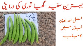 Best Vareity of Hybrid sponge gourd #shahzadi #hajisons #hybrid #agriculture #reformer