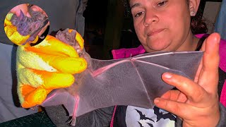 Atrapando 😱Murciélagos 🦇en una reserva Silvestre🌳