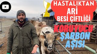 Hayvanlarımız İçin Önemli Korunma: Şarbon Hastalığının Sırları!