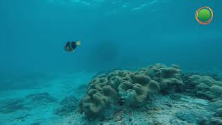 Snorkeling at Blue Lagoon with Bali Sun Tours