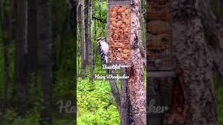 Hairy Woodpecker. #Shorts #Nature #Birds