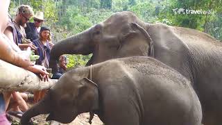 Elephant Nature Park - schronisko dla słoni | Chiang Mai, Tajlandia