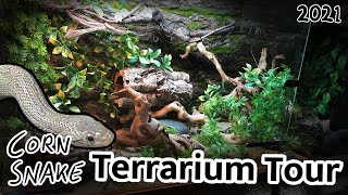 Corn Snake Terrarium Setup 2021