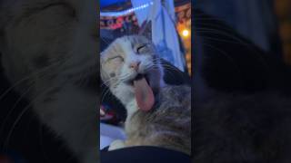 Cat with the BIGGEST TONGUE EVER! RIP PEARL