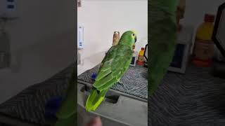 Cockatoo and Amazon Parrot Having Food Together #cockatoo #AmazonParrot #allaboutpets