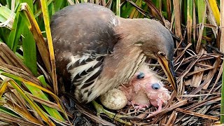 Newly Hatched Birds Tries To Eat Oversize Fish