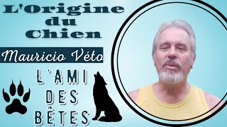 Les origines du chien - D'où vient le chien? Comment e quand est-il apparu?