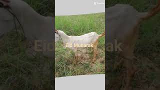 Eid Mubarak or Eid ka Special Janwar hai MashaALLAH #jhelum #bakramandi #eidspecial